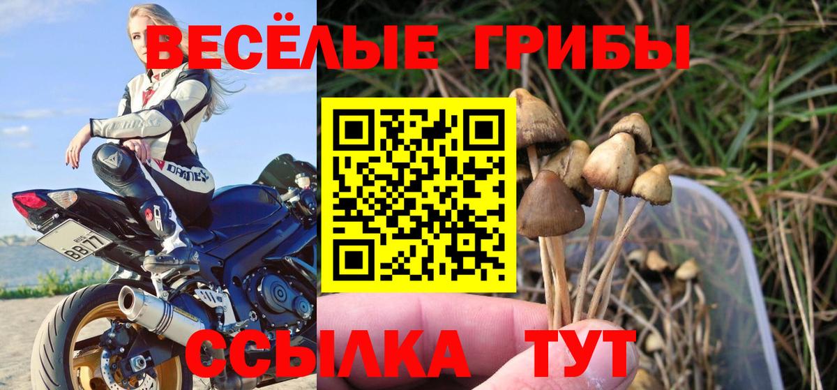 Арсеньев  где продают наркотики  Вход с VPN  Галлюциногенные грибы Psilocybe 